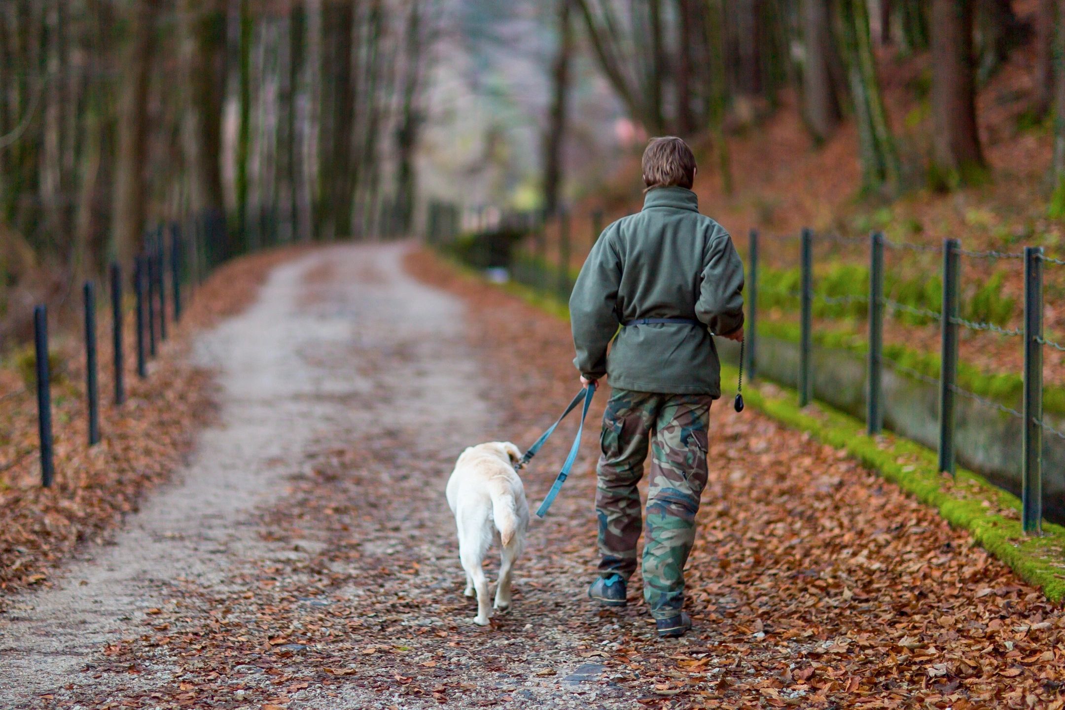 Windham Pedestrian Accident Lawyer walks his dog down New Hampshire road